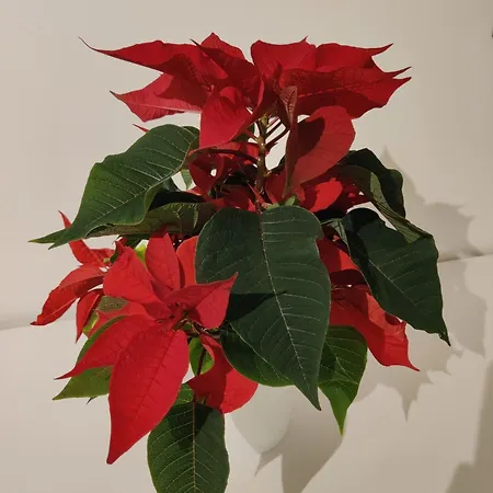 Apartament Soidinsulka Luxury Retreats *