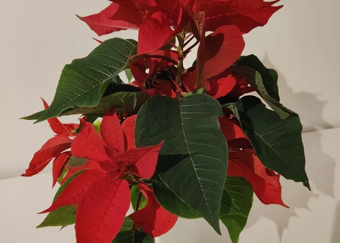 Διαμέρισμα Soidinsulka Luxury Retreats *